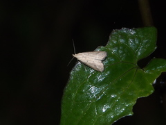 Luceria striata
