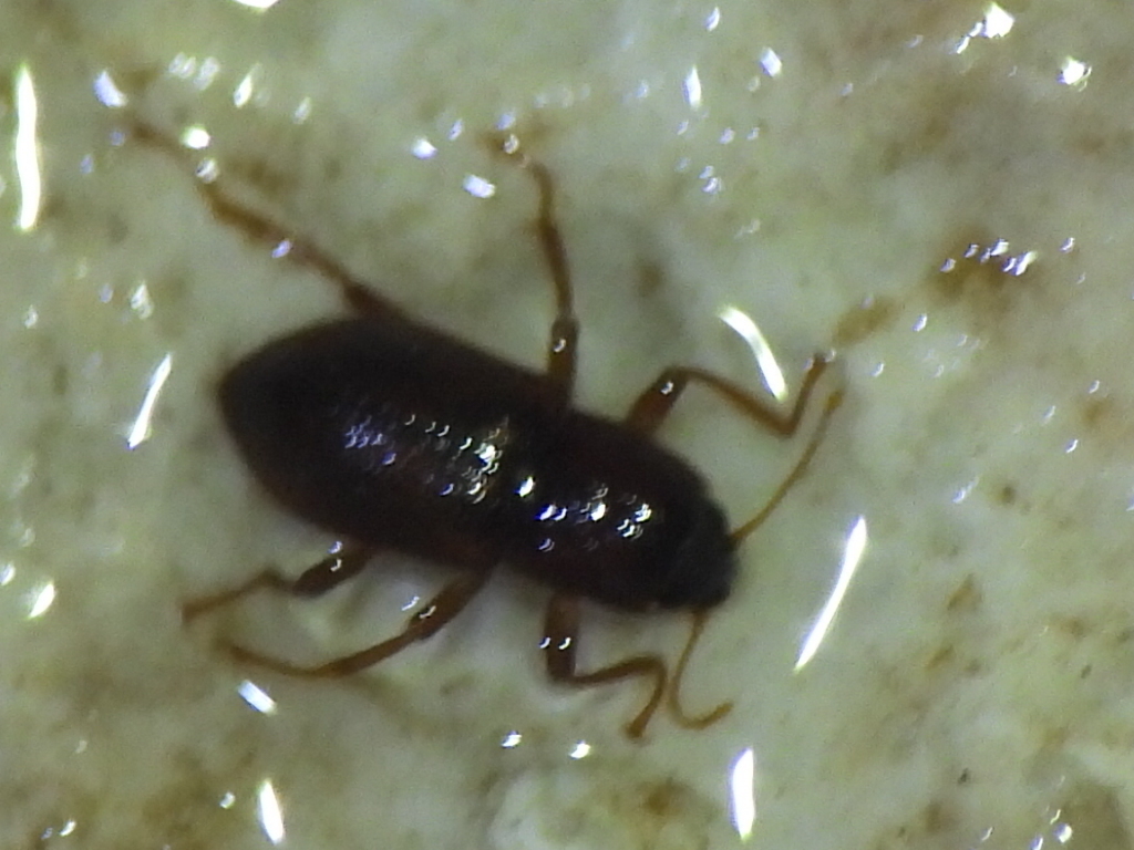 Comal Springs Riffle Beetle