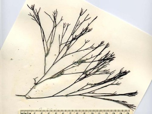 Ahnfeltia gigartinoides