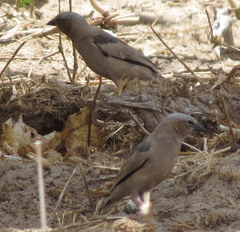 Pseudonigrita arnaudi