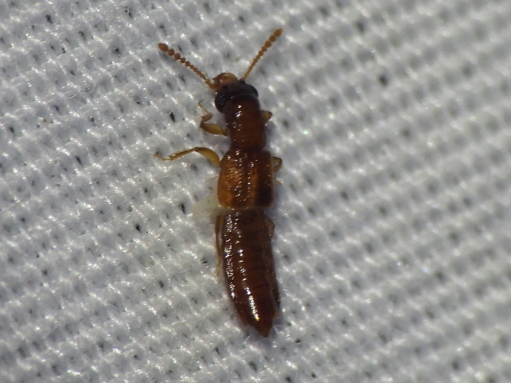 Manda nearctica from New Braunfels, TX, USA on May 2, 2024 at 10:01 PM ...