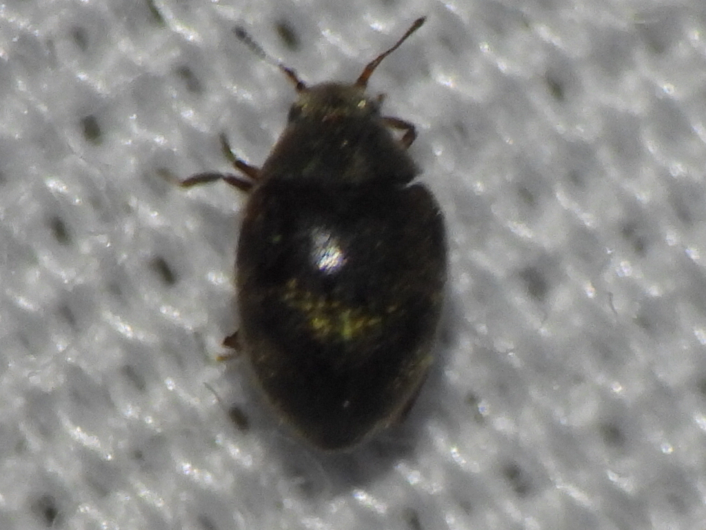 Limnichoderus naviculatus