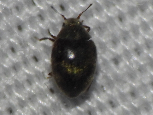 Limnichoderus naviculatus