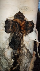 Inonotus obliquus sterilis