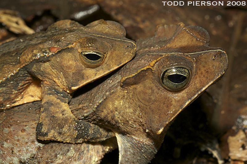 Marty's Toad