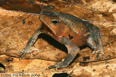 Marty's Toad photo 2