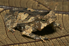 Marty's Toad photo 3