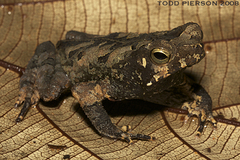 Marty's Toad photo 4