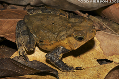 Marty's Toad photo 5