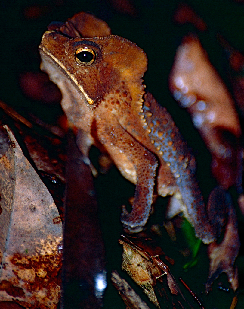Marty's Toad