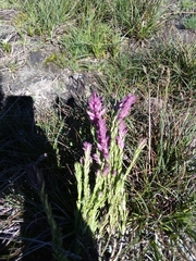 Neobartsia laniflora