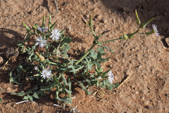 Lactuca undulata