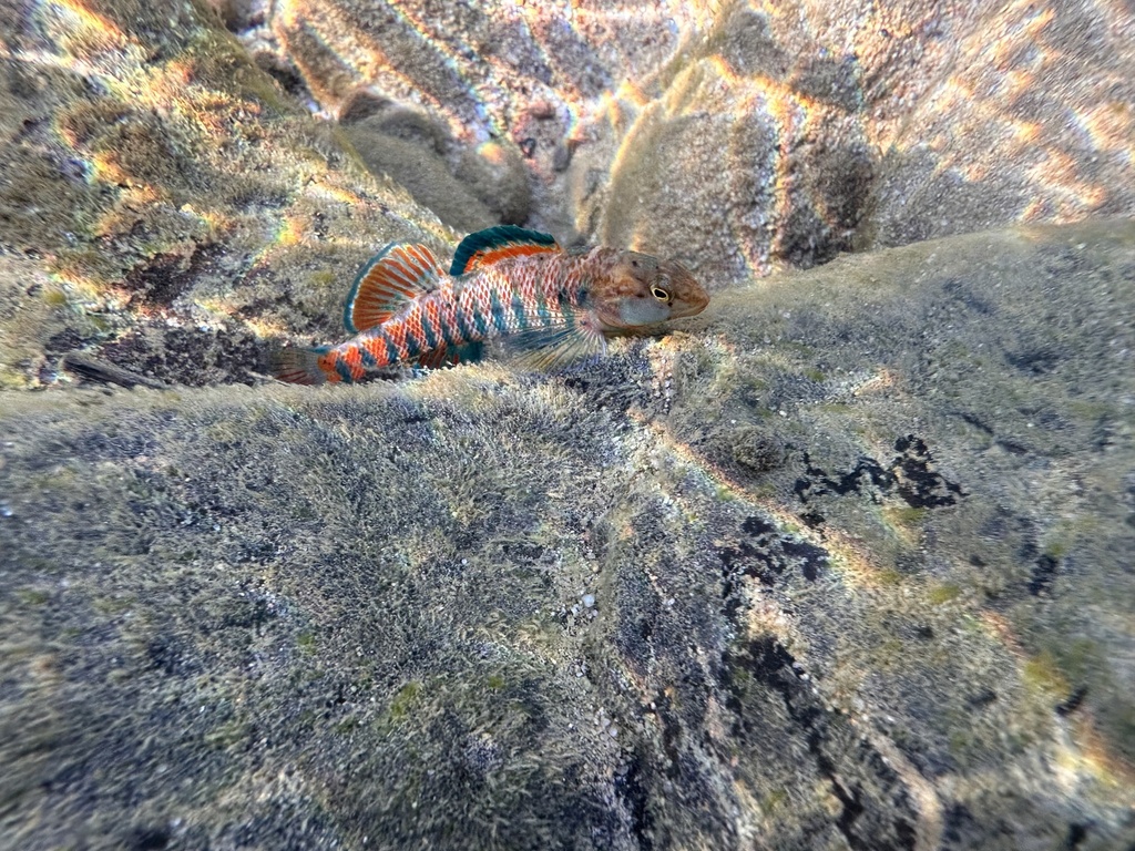 Rainbow Darter (Etheostoma caeruleum)