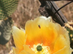Lasioglossum hudsoniellum