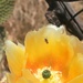 Lasioglossum hudsoniellum - Photo (c) Carlos G Velazco-Macias, μερικά δικαιώματα διατηρούνται (CC BY-NC), uploaded by Carlos G Velazco-Macias