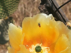 Lasioglossum hudsoniellum