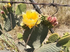 Lasioglossum hudsoniellum