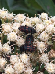 Astylus bourgeoisi