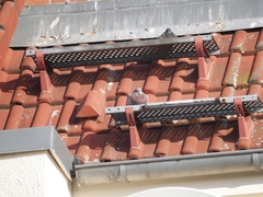 Columba livia domestica