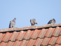 Columba livia domestica