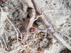Coccinella quinquepunctata