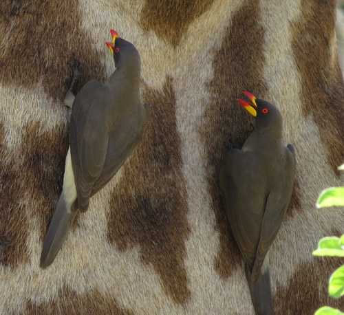 Buphagus africanus