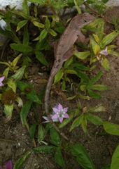 Anolis sagrei