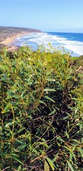 Eucalyptus diversifolia