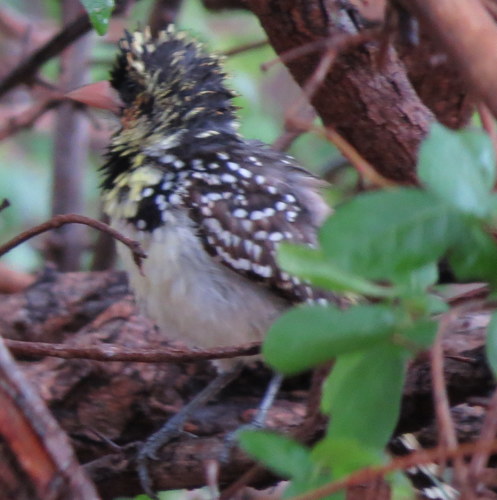 Trachyphonus darnaudii