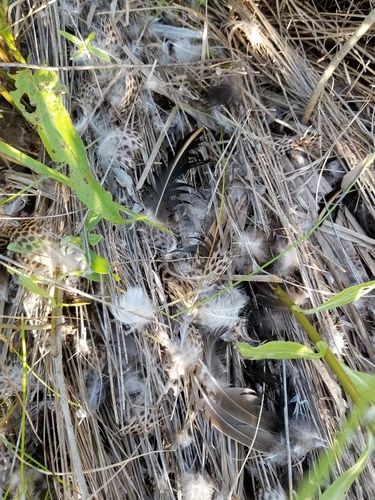Plume de Sarcelle à ailes bleues