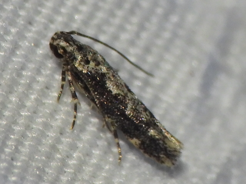 Coleotechnites Flower Moth