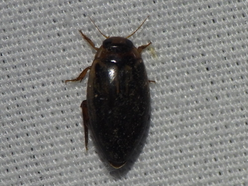 Coptotomus venustus photo 2