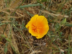 Eschscholzia californica californica