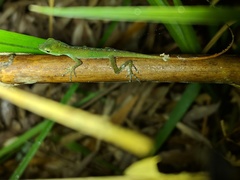 Anolis gemmosus