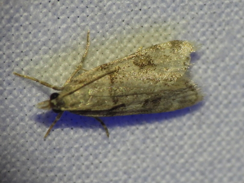 Scoparia palloralis photo 2
