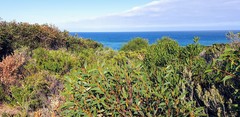 Eucalyptus diversifolia