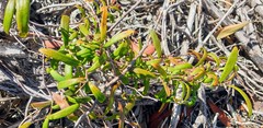 Billardiera cymosa
