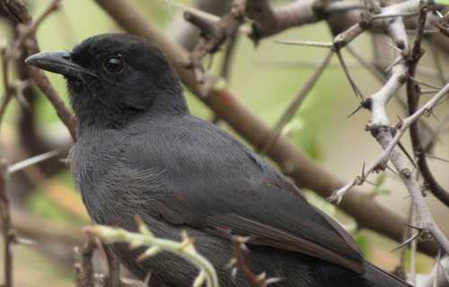 Laniarius funebris