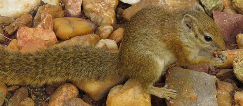 Paraxerus ochraceus