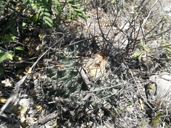 Thelocactus rinconensis