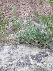 Eriogonum pauciflorum