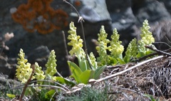 Orchis pallens