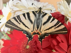 Iphiclides podalirius