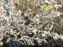 Thymophylla micropoides