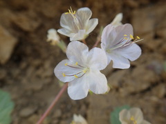 Phacelia longipes
