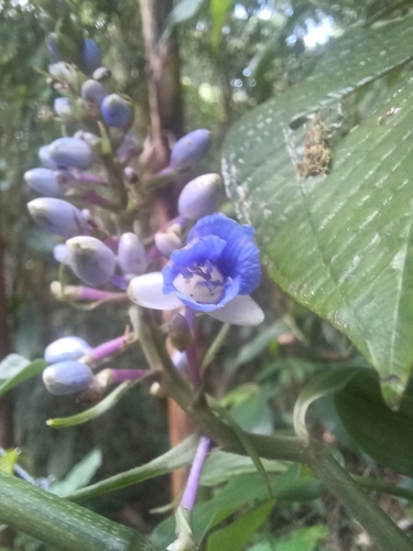 Image of Dichorisandra hexandra by (c) Edwin Rivera Millán, some rights reserved (CC BY)