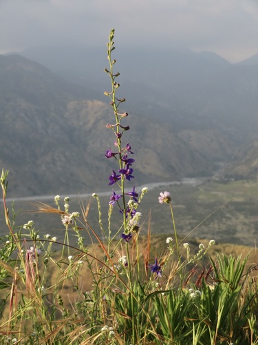 Image of Delphinium parryi by no rights reserved