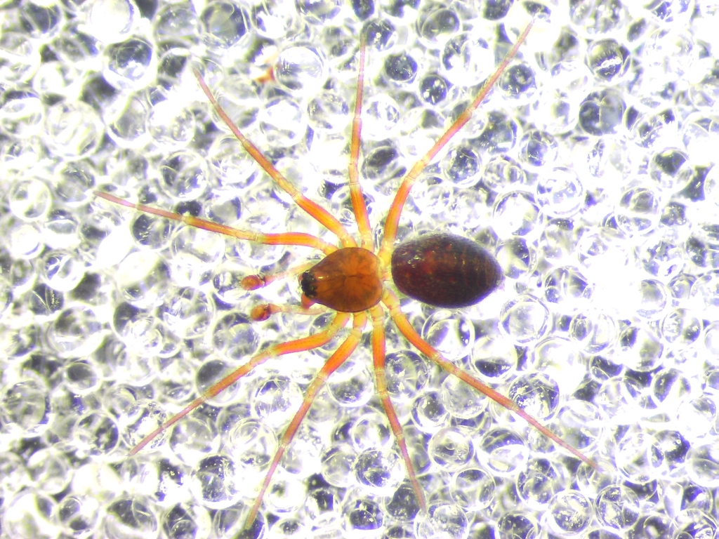 Oedothorax paludigena