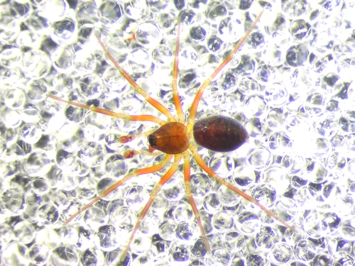 Oedothorax paludigena