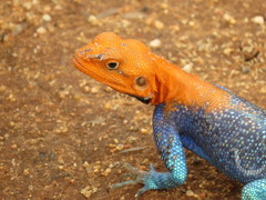 Agama dodomae